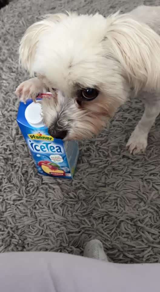 Trick- Challenge Nr. 32 " Etwas Umschmeissen mit der Pfote":-Beitrag-Bild