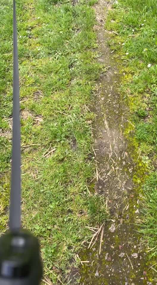 Hunde mitnehmen-Beitrag-Bild