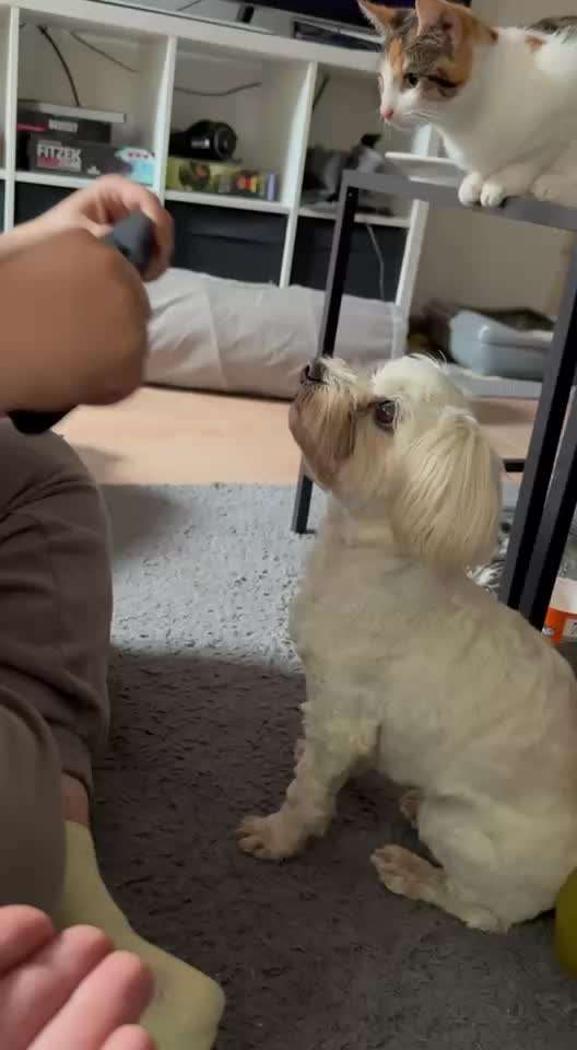 75.Trickchallenge: Bring etwas einer Person-Beitrag-Bild