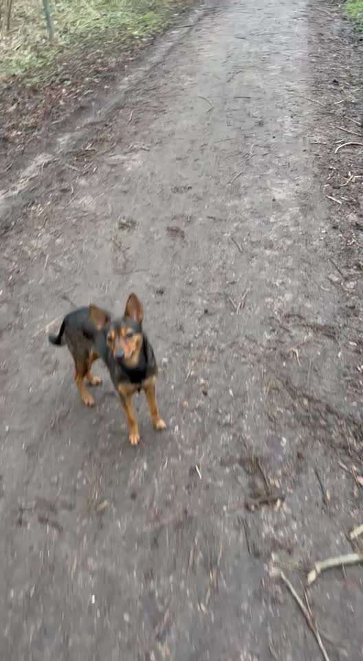 Geht ihr auf Hundewiesen?-Beitrag-Bild