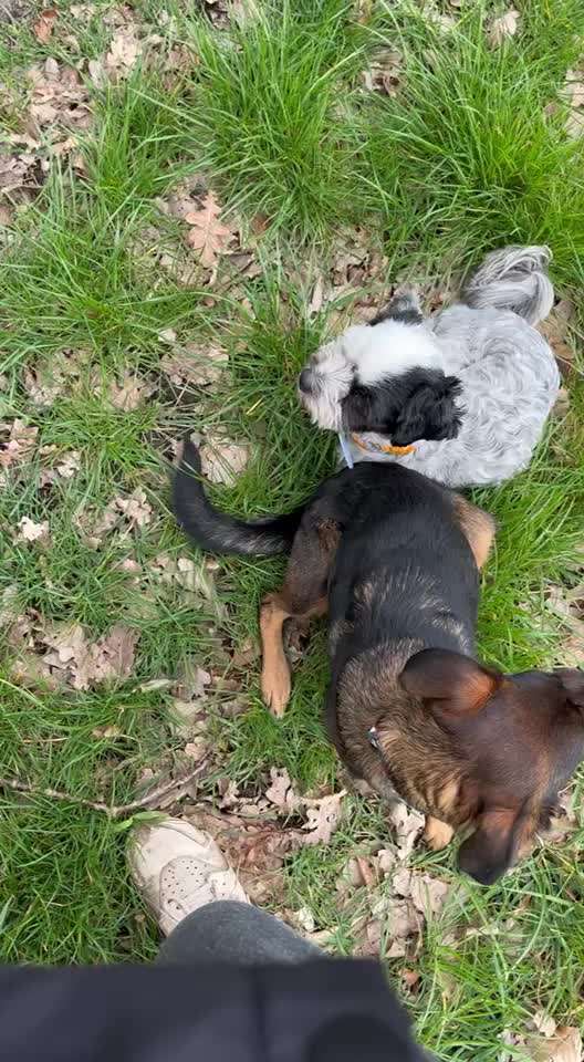 31. Impulskontrollübung: Artgenossen-Beitrag-Bild