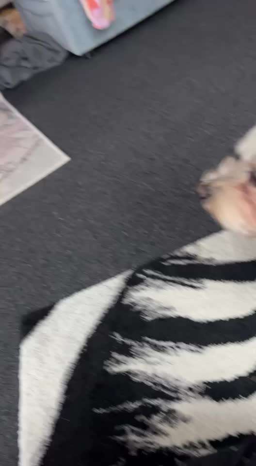 42. Gemeinsames Tricktraining: Look-Target-Beitrag-Bild