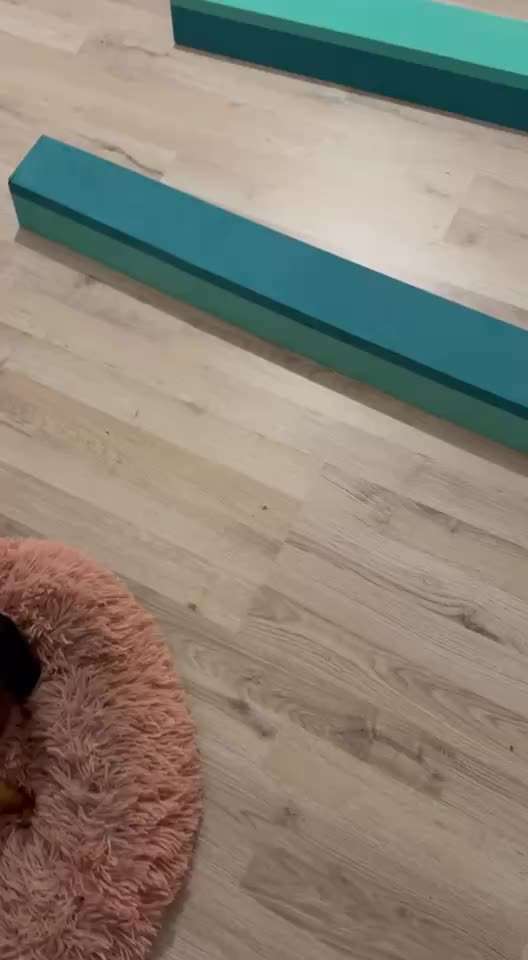 68. Tricktraining "Flyball"-Beitrag-Bild