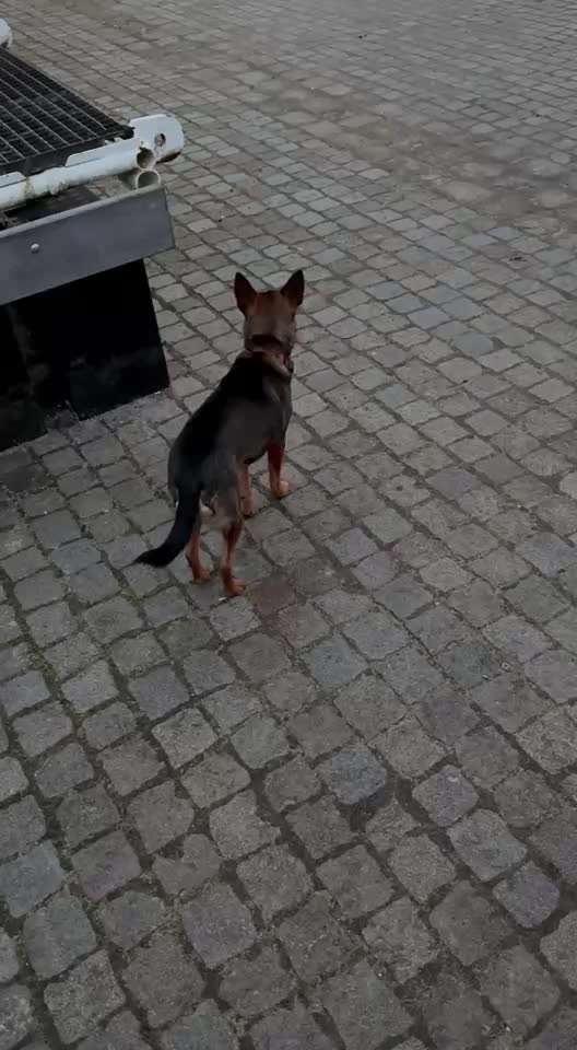 50. Impulskontrolle Übung: Verfolgen-Beitrag-Bild