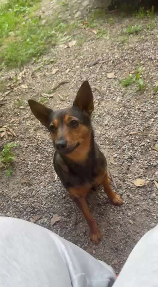 74. Trick-Übung "Leckerli schnappen"-Beitrag-Bild