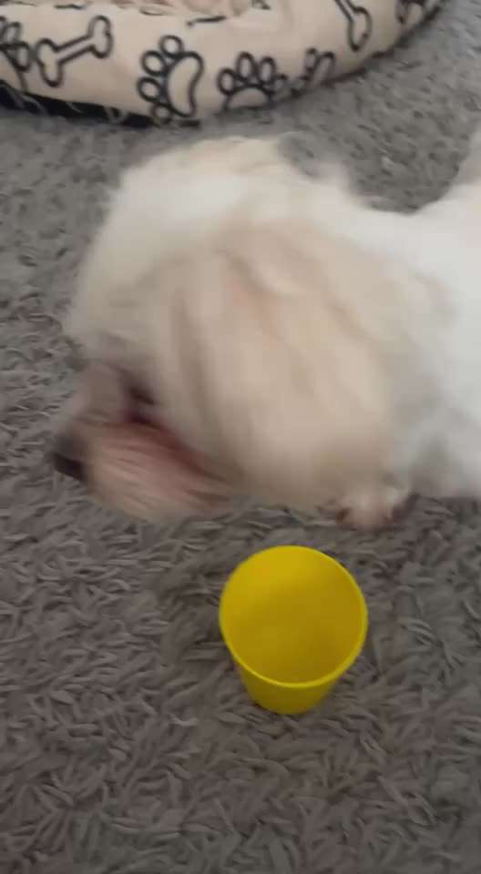 43.Gemeinsames Tricktraining: Becher stapeln-Beitrag-Bild