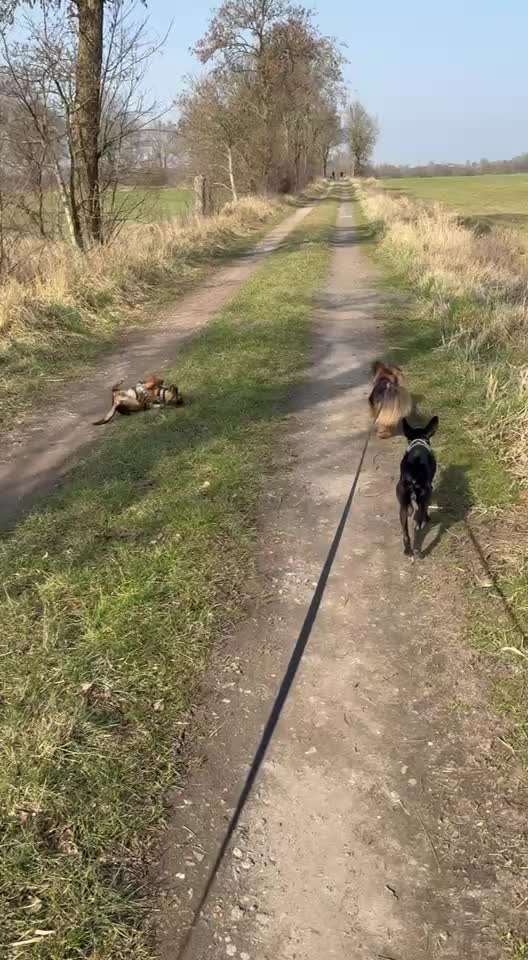 50. Impulskontrolle Übung: Verfolgen-Beitrag-Bild