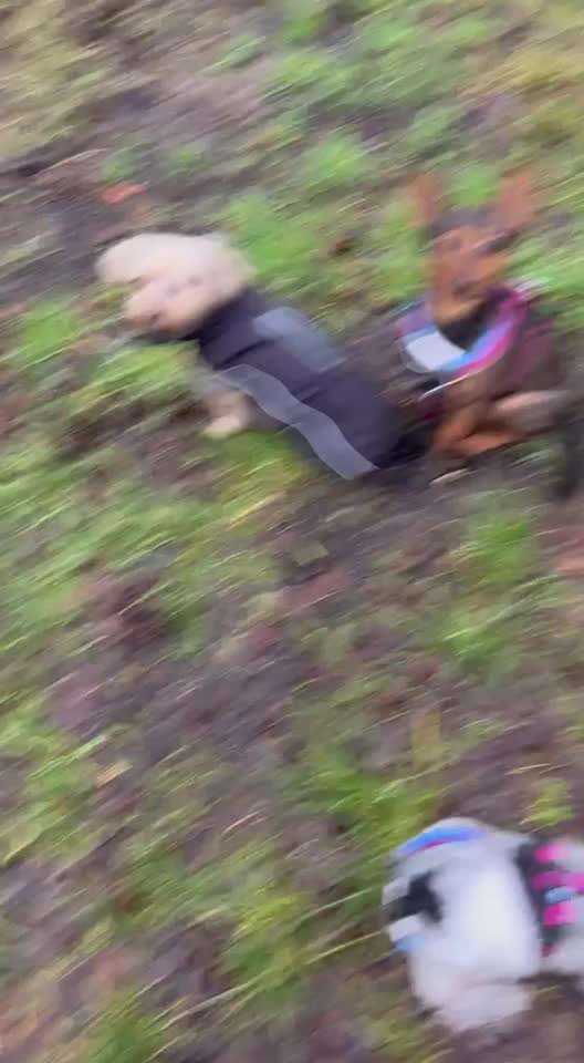 Geht ihr auf Hundewiesen?-Beitrag-Bild