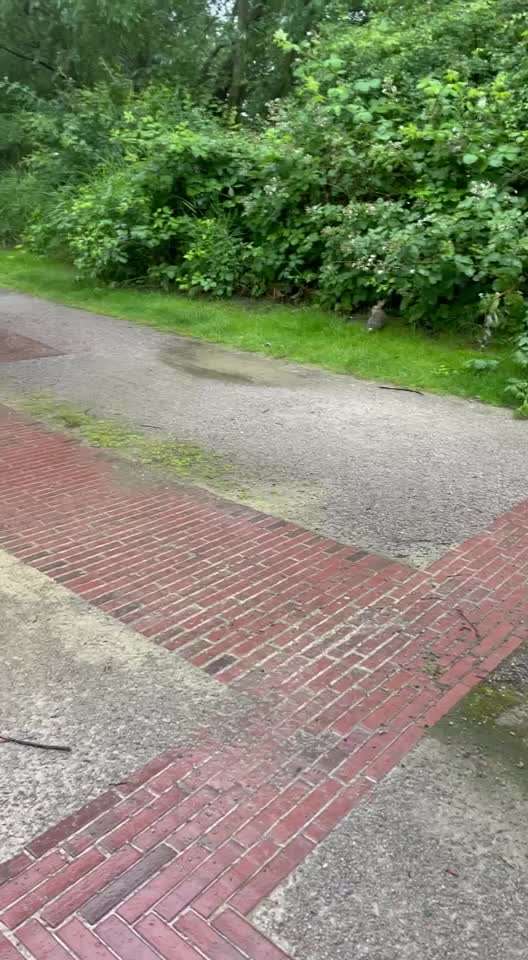 35. Impulskontrollübung "Kontakt mit anderen Tieren"-Beitrag-Bild