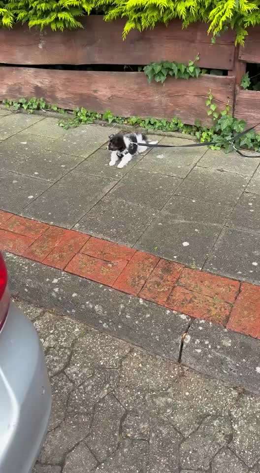 54. Impulskontrollchallenge  PAUSE MACHEN !-Beitrag-Bild