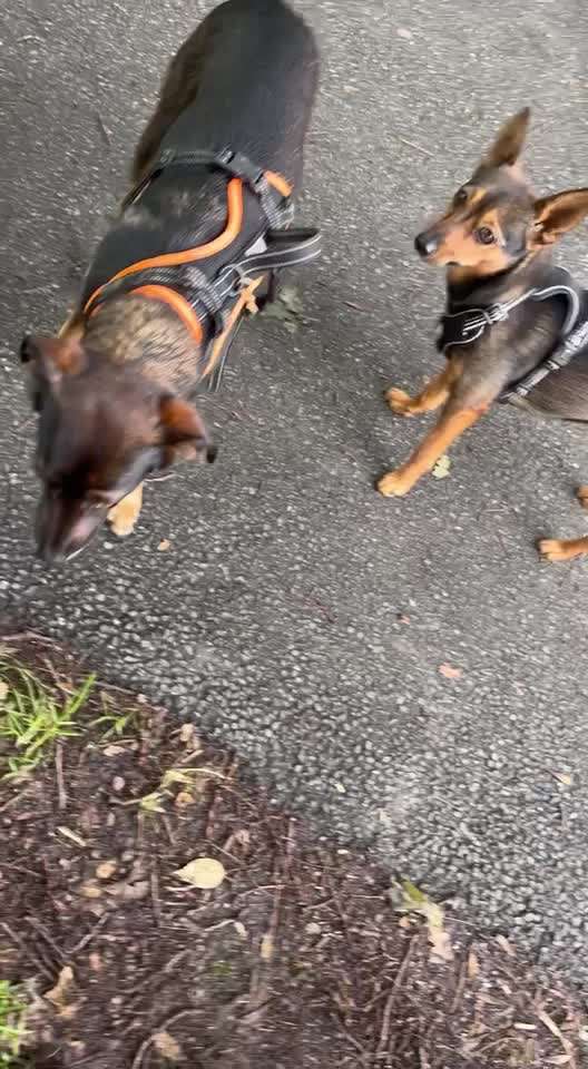 Hunde an die Leine-Beitrag-Bild