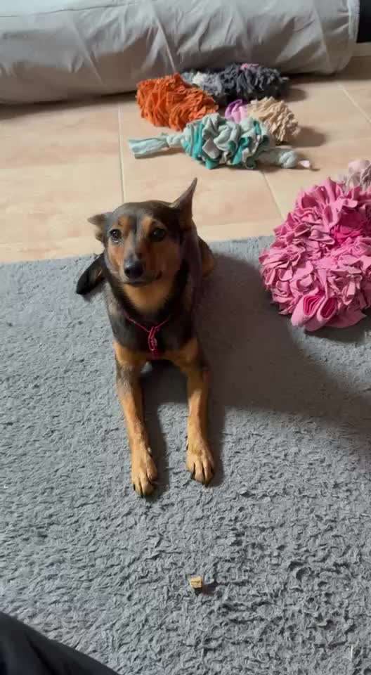 59. Impulskontrollchallenge " Qual der Wahl"-Beitrag-Bild