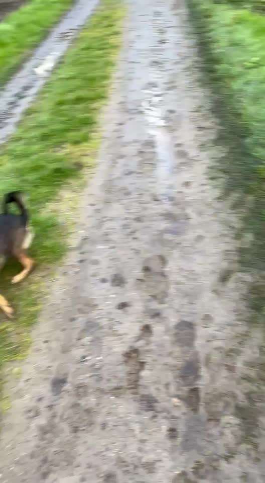 33 .Impulskontroll Übung " Abruf vom Reiz "-Beitrag-Bild