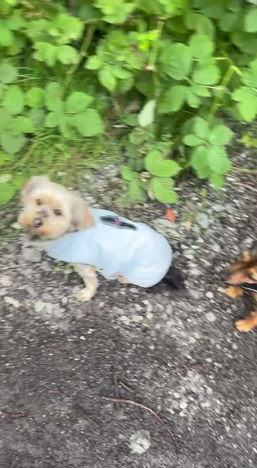 Hunde an die Leine-Beitrag-Bild