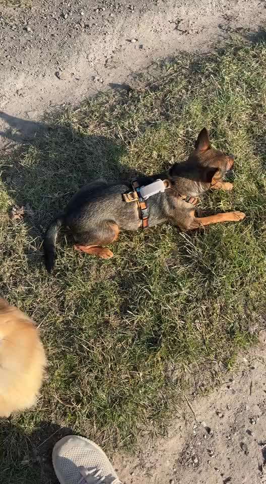 Tractive DOG 6-Beitrag-Bild