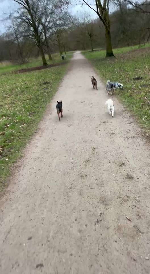 Geht ihr auf Hundewiesen?-Beitrag-Bild