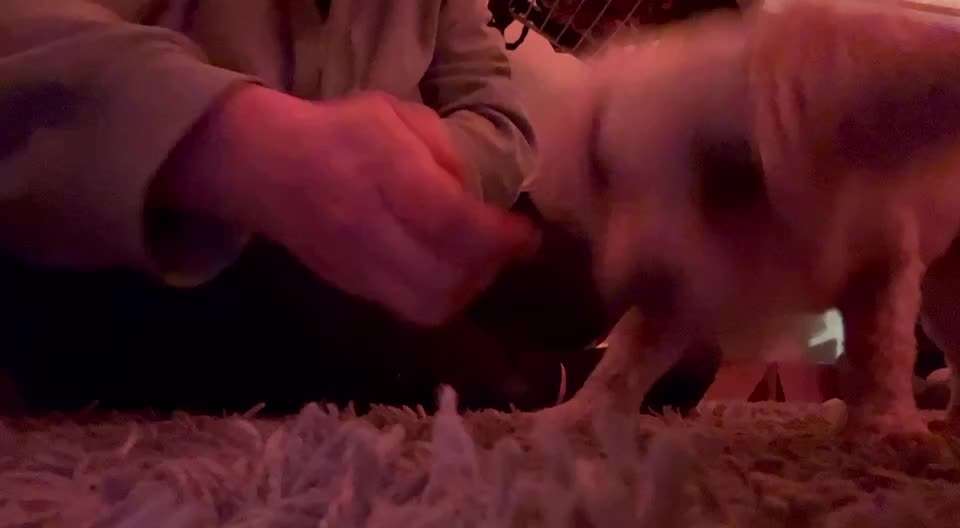 46. Tricktraining Rolle-Beitrag-Bild