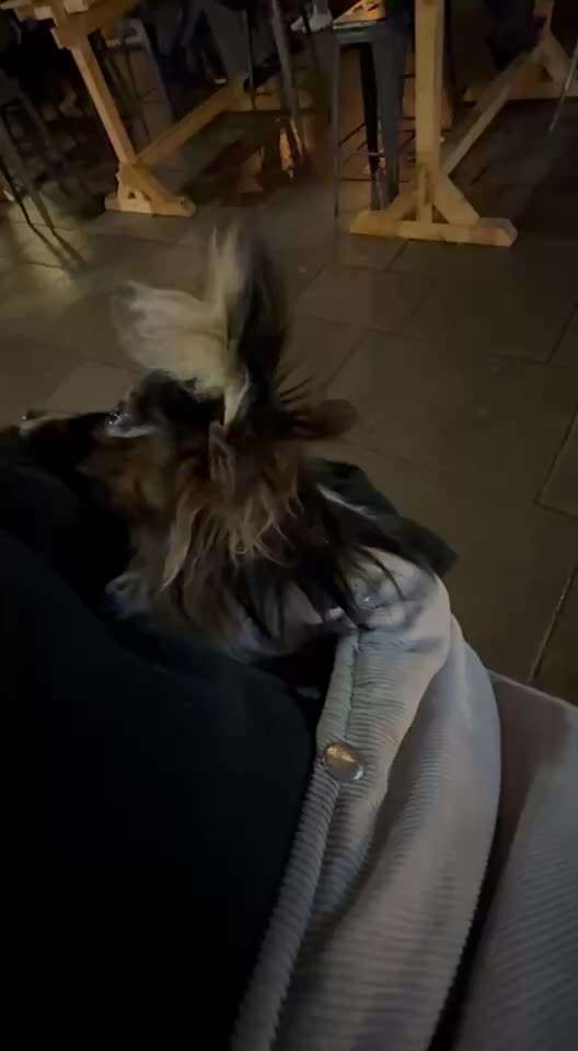 ✨ Hunde auf Weihnachtsmärkten – ja oder nein? ✨-Beitrag-Bild