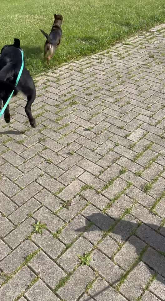 Großer oder kleiner Hund ?-Beitrag-Bild