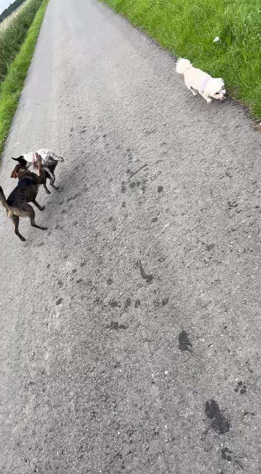 Mischlinge raten - Rätselspaß-Beitrag-Bild