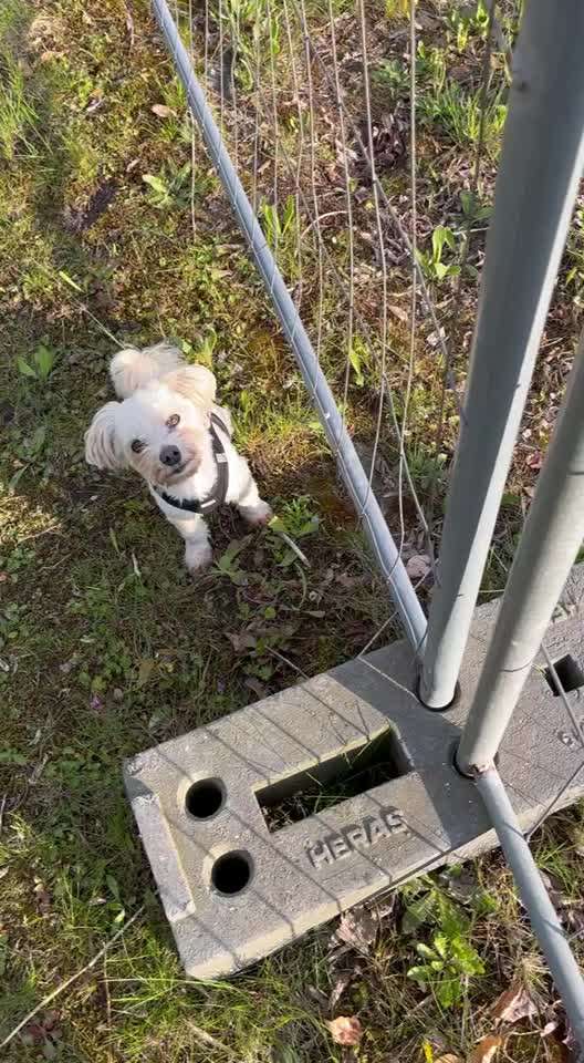 49.Gemeinsames Tricktraining  ,,step dance ,,-Beitrag-Bild