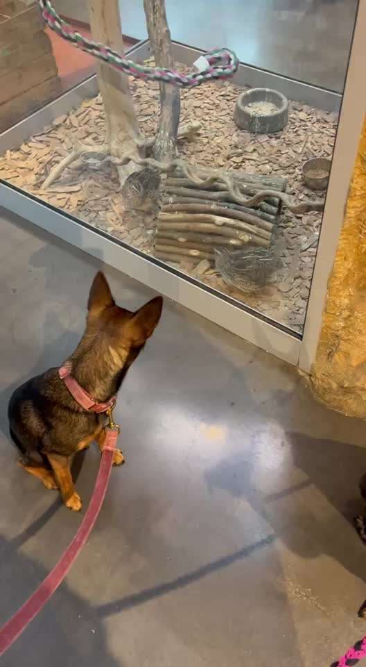 35. Impulskontrollübung "Kontakt mit anderen Tieren"-Beitrag-Bild