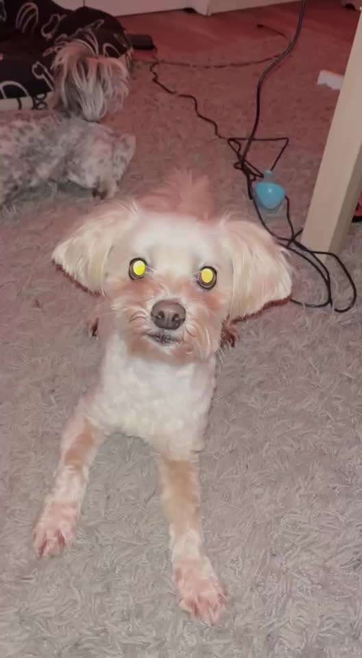 46. Tricktraining Rolle-Beitrag-Bild