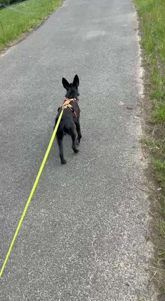 53. Impulskontroll übung- Bewegungsreize-Beitrag-Bild