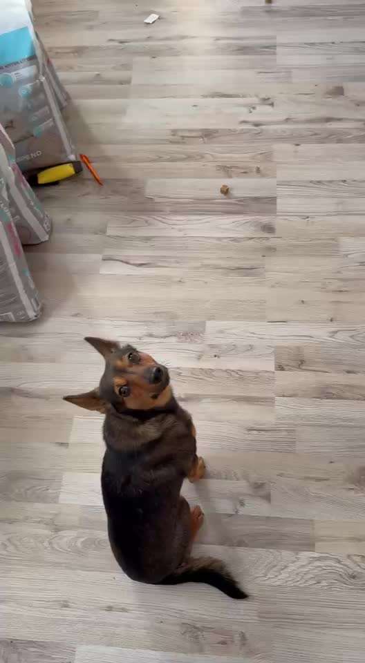 61. impulskontroll  Übung  : schnüffeln aber mit Pause-Beitrag-Bild