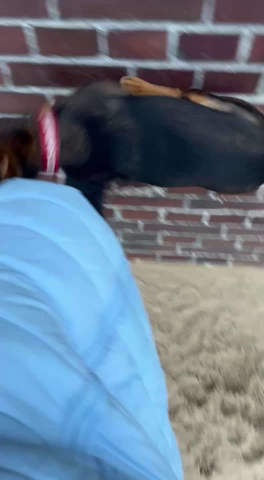 62. gemeinsames Trick Training / Challenge: bouncen-Beitrag-Bild