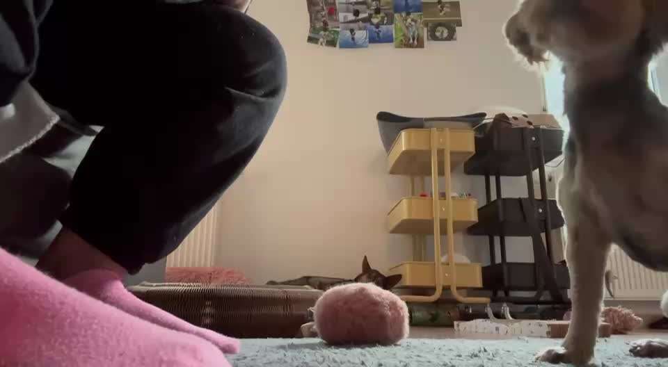 77. Trickspiel - Süß-Beitrag-Bild