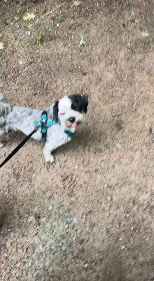 Hunde an die Leine-Beitrag-Bild