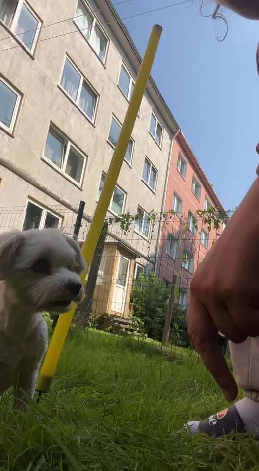 56. Gemeinsames Tricktraining : einein Gegenstand  ruckwärts umrunden-Beitrag-Bild