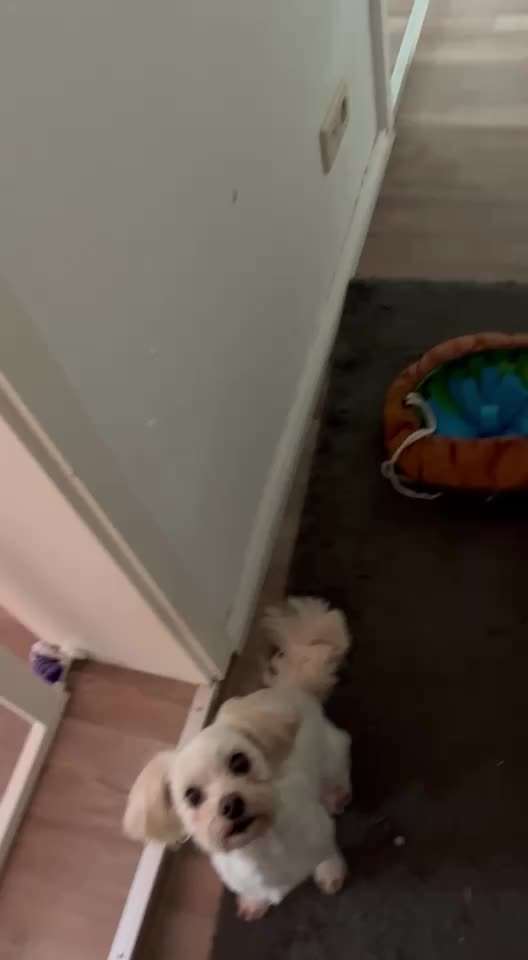 44.Tricktraining ,, Pfote auf Target,,-Beitrag-Bild