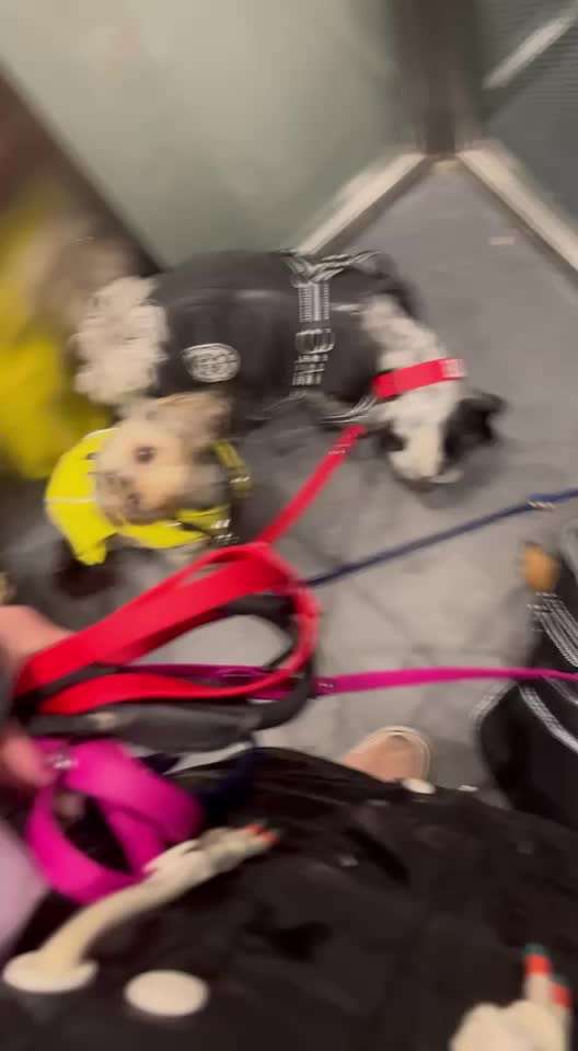 28.Imulskontrollübung             ,,Fahrstuhl fahren ,,-Beitrag-Bild