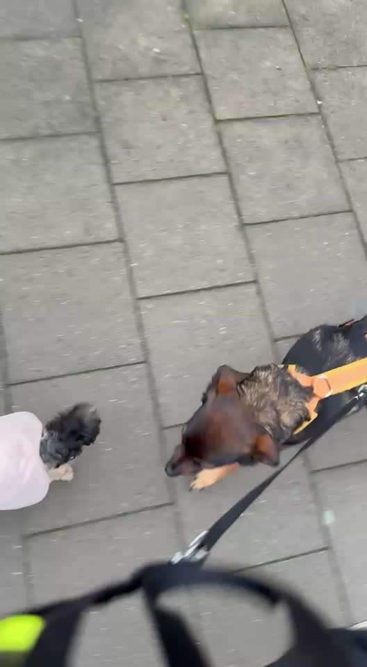 47. Impulskontroll Übung - Leinenführigkeit-Beitrag-Bild