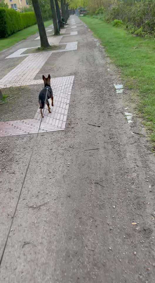 33 .Impulskontroll Übung " Abruf vom Reiz "-Beitrag-Bild