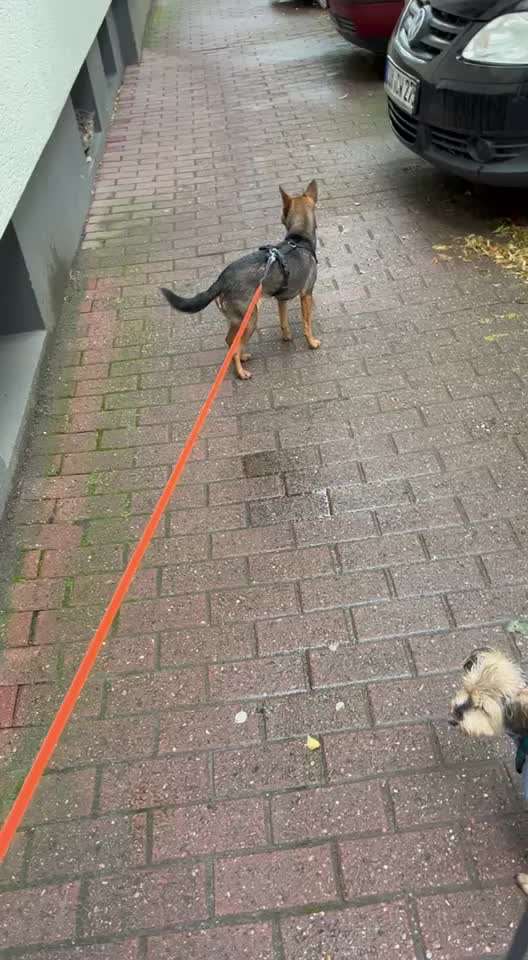 35. Impulskontrollübung "Kontakt mit anderen Tieren"-Beitrag-Bild