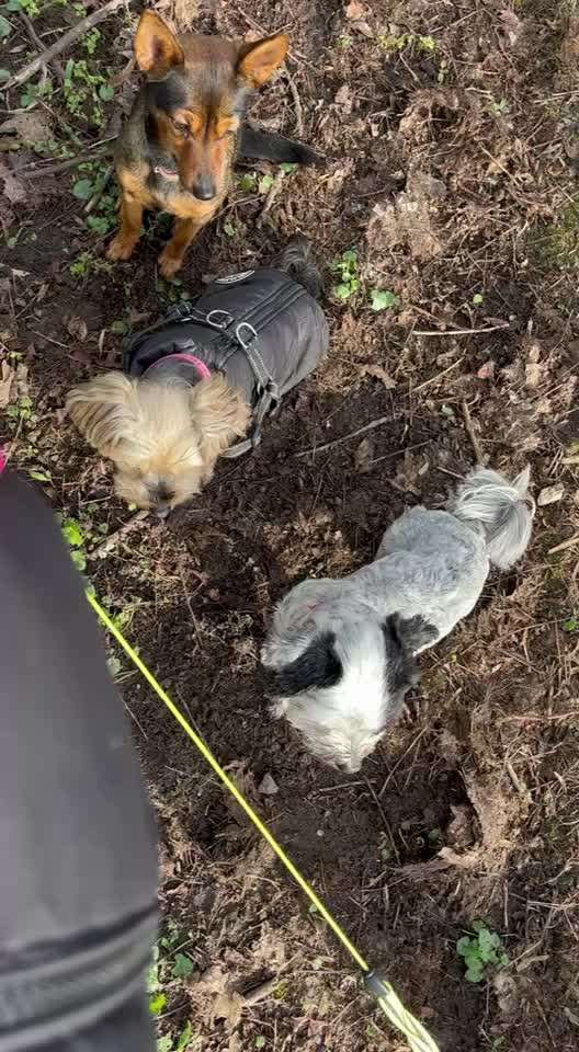 31. Impulskontrollübung: Artgenossen-Beitrag-Bild