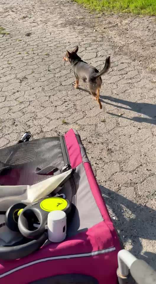 58.Impulskontrollchallenge " Geduld haben !"-Beitrag-Bild