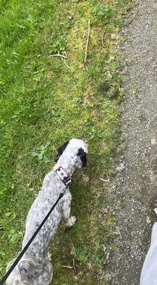 Hunde mitnehmen-Beitrag-Bild