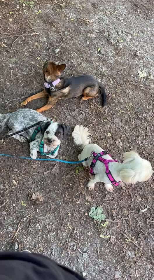 34. Impulskontrollübung "Ruhe an fremden Orten"-Beitrag-Bild