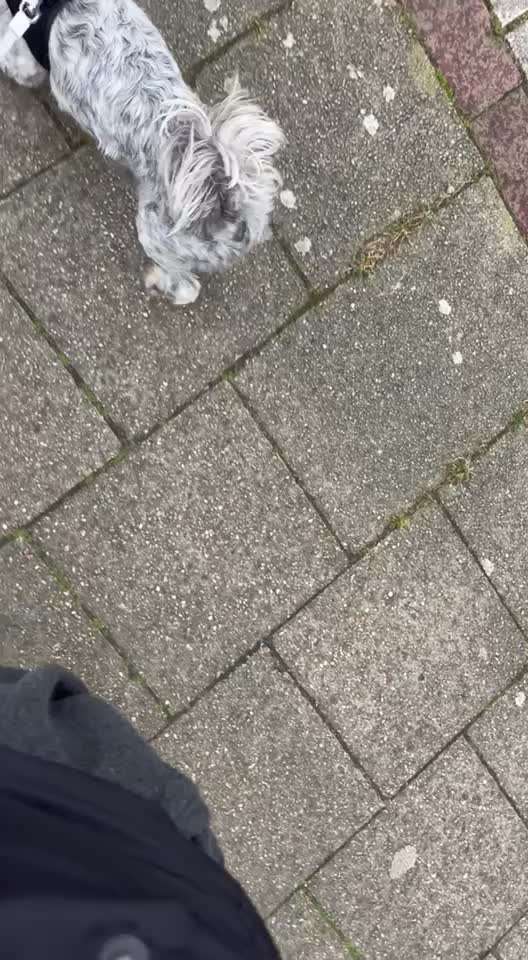 31. Impulskontrollübung: Artgenossen-Beitrag-Bild