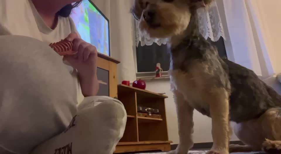 42. Gemeinsames Tricktraining: Look-Target-Beitrag-Bild