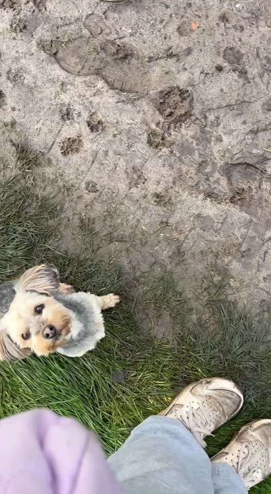 33 .Impulskontroll Übung " Abruf vom Reiz "-Beitrag-Bild