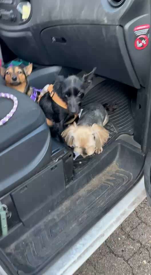 55. Impulskontrollchallenge
Kontrolliertes Aussteigen aus dem Auto-Beitrag-Bild