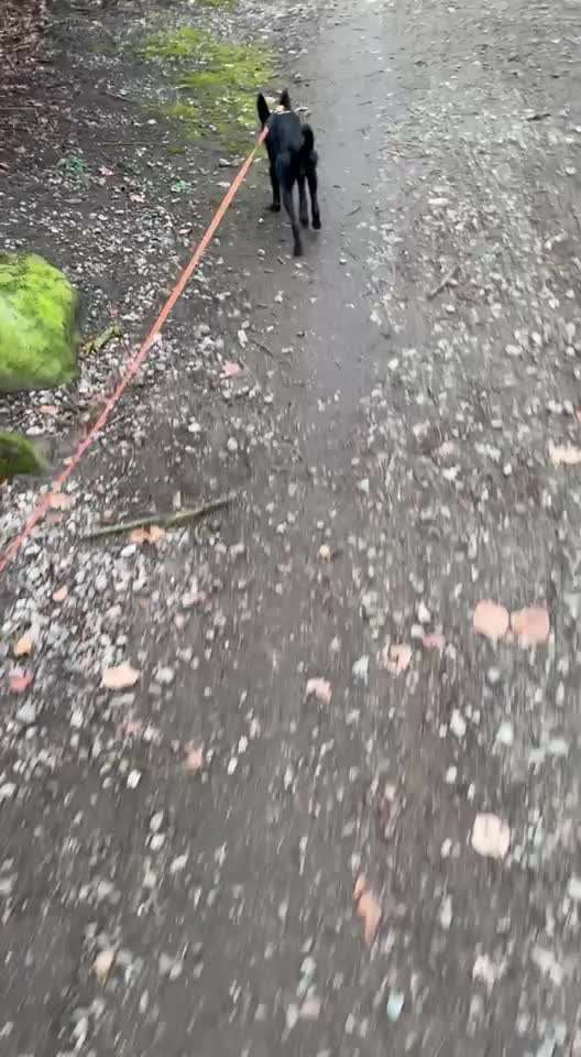 Keine Spielwiese, keine Welpengruppen nur feste Hundefreunde-Beitrag-Bild