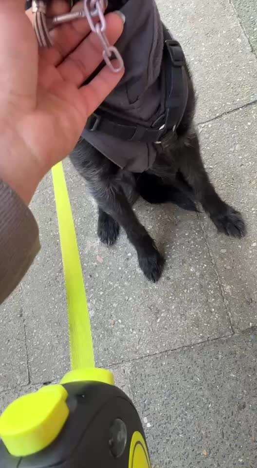 Welches Halsband trägt dein Hund und warum dieses?-Beitrag-Bild