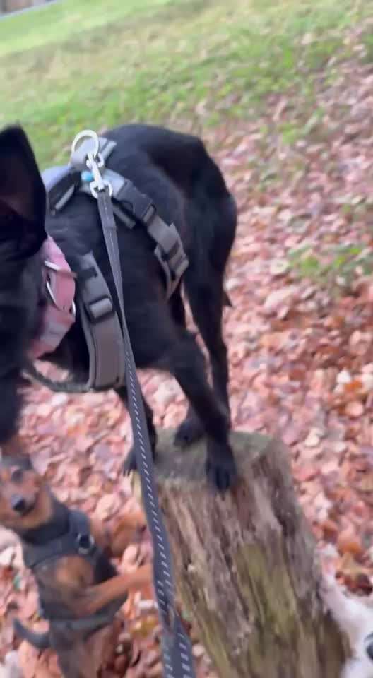 80. Trickspiel Balancieren-Beitrag-Bild