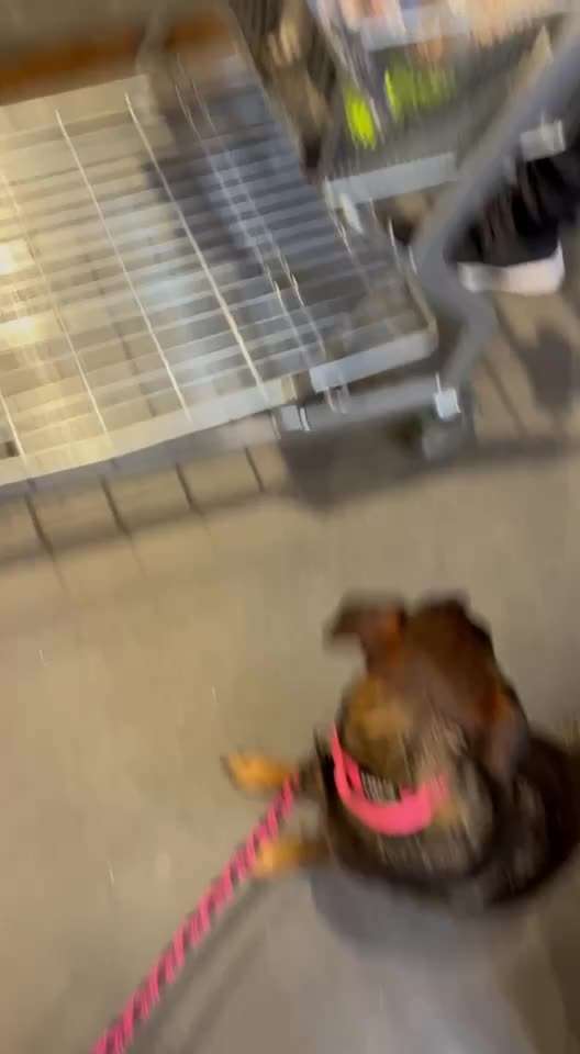 35. Impulskontrollübung "Kontakt mit anderen Tieren"-Beitrag-Bild